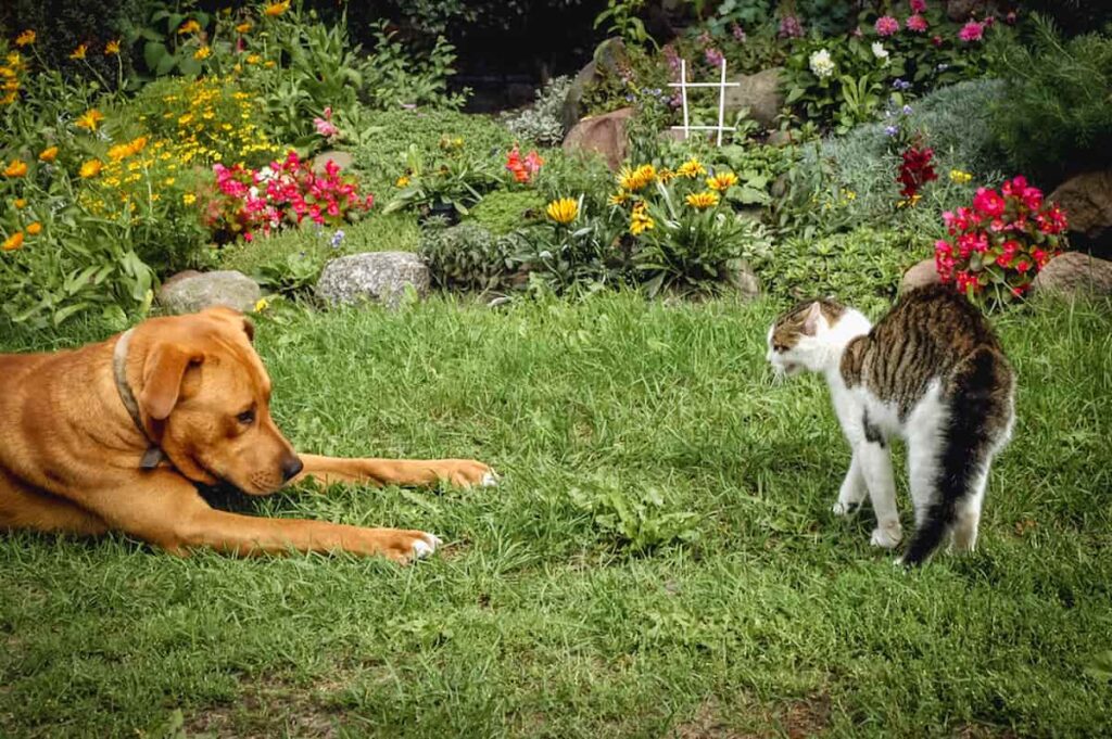 Cat Won’t Leave Dog Alone Tips To Get Them To Coexist Peacefully