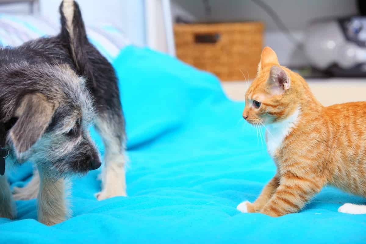 Cat Won’t Leave Dog Alone Tips To Get Them To Coexist Peacefully