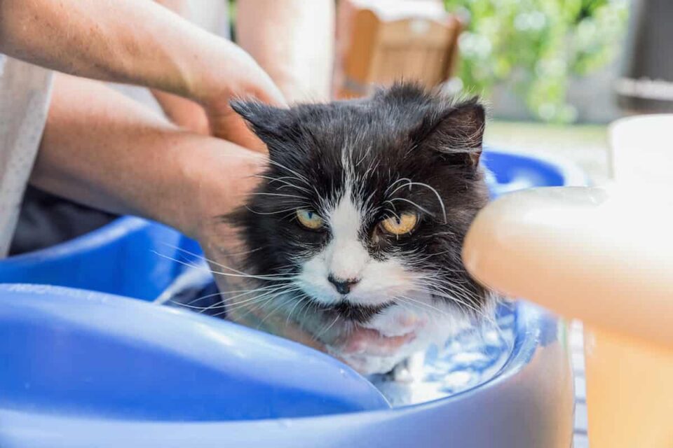 Can Cats Be Bathed After Giving Birth