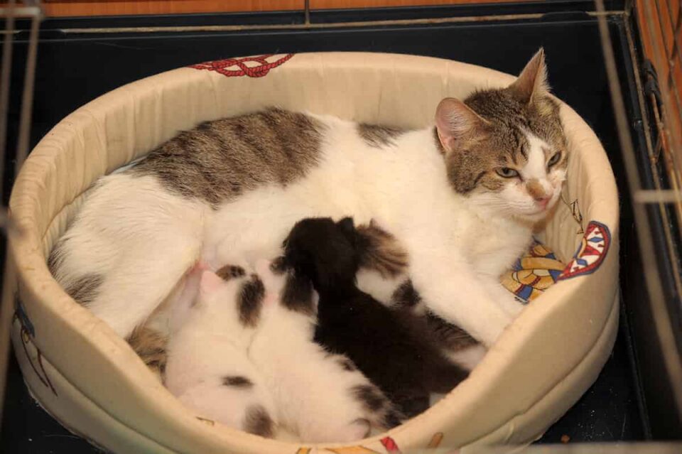 How Long Do Cats Spray After Neutering? What You Can Expect!