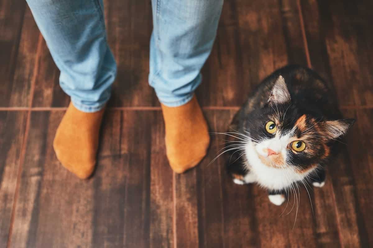 Why Do Cats Look At Feet Exploring A Cats Foot Gazing Behavior