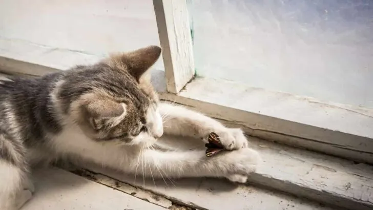 Why Do Cats Hate Bugs &ndash; Exploring The Feline Insect Relationship