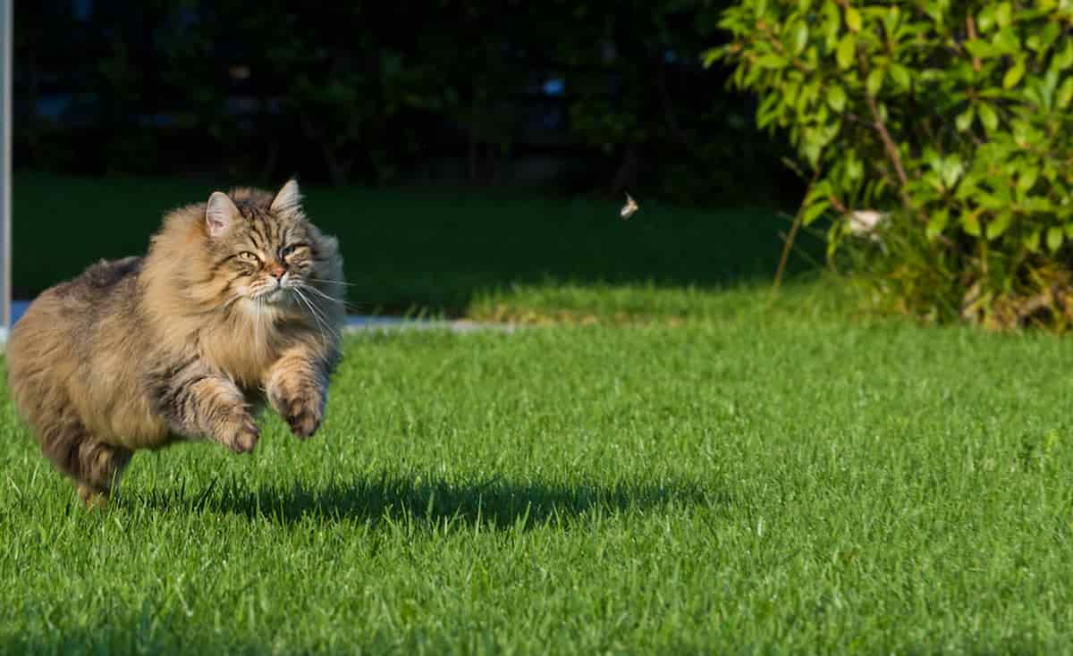 Why Do Cats Hate Bugs Exploring The Feline Insect Relationship