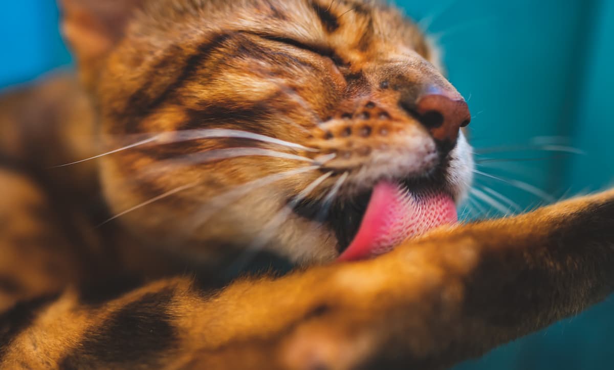 How Cats Clean Themselves by Licking