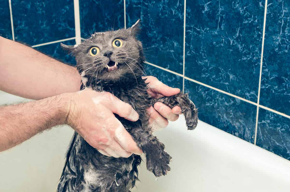 Why Do Cats Cry When You Give Them a Bath? All You Need To Know!