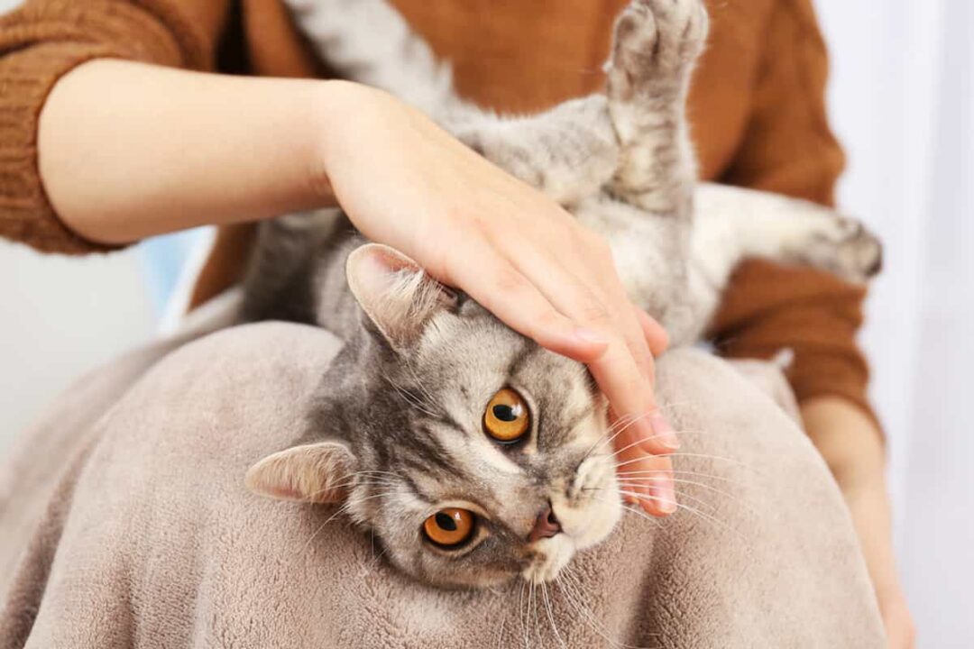 Why Do Cats Cuddle You After A Shower The Unique Bonding Experience