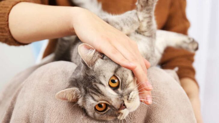 Why Do Cats Cuddle You After A Shower – The Unique Bonding Experience Explained
