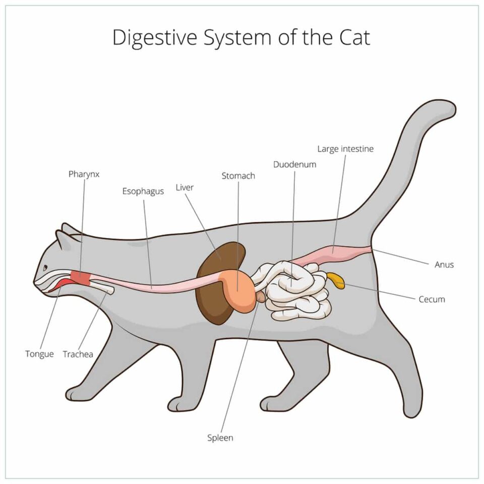 How Quickly Do Cats Digest Food? Timeline, Frequency & Other Facts
