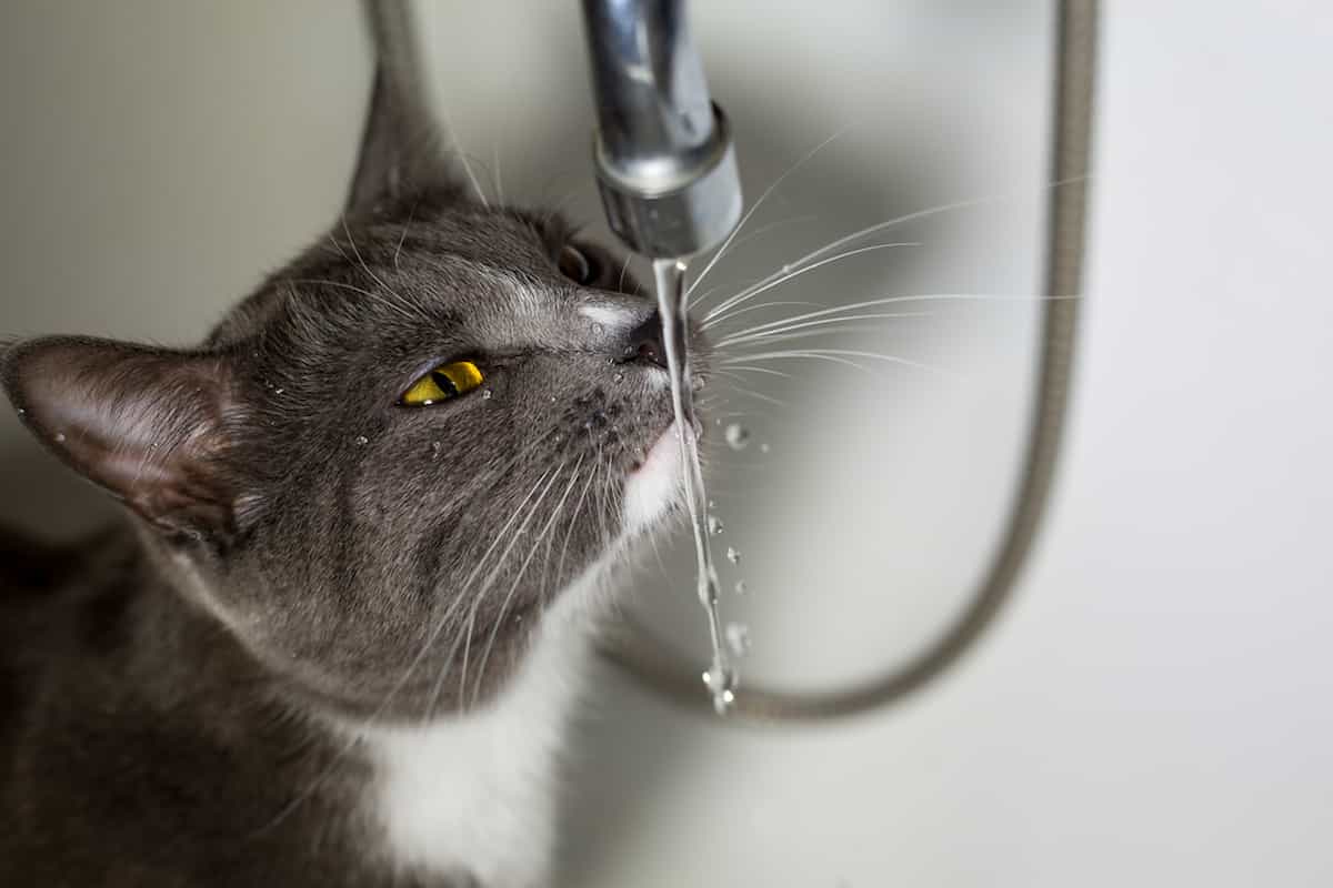 Thirsty Kitty? Here’s How to Make Your Cat Drink Water
