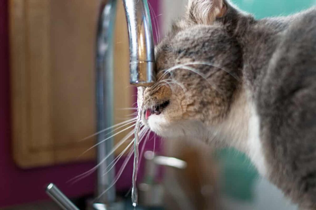 Thirsty Kitty? Here’s How to Make Your Cat Drink Water