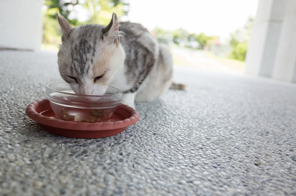 Can Cats Eat Cashews Things To Know!