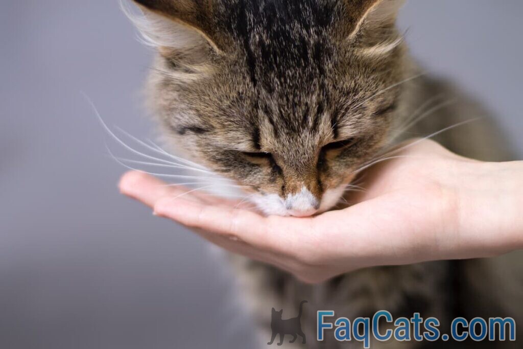 Can Cats Eat Jello Is It Safe?