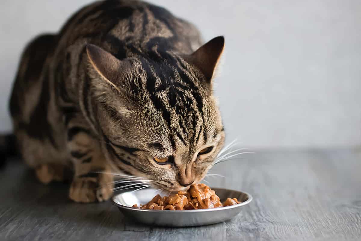 How Quickly Do Cats Digest Food? Timeline, Frequency & Other Facts