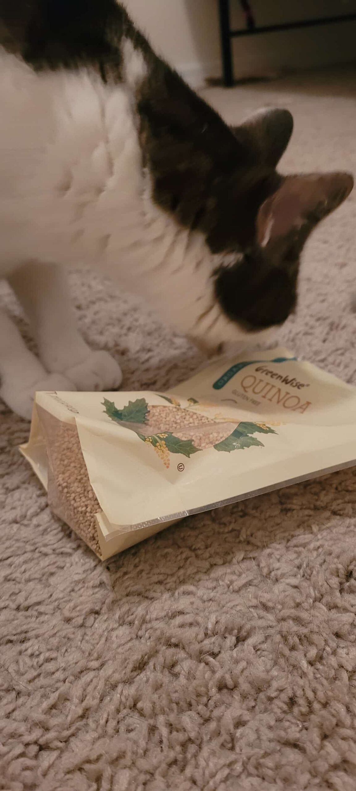 Can Cats Eat Quinoa Is It Safe?