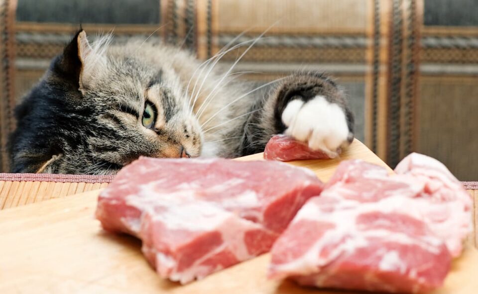 Can Persian Cats Eat Raw Meat Diet & Feeding Suggestions