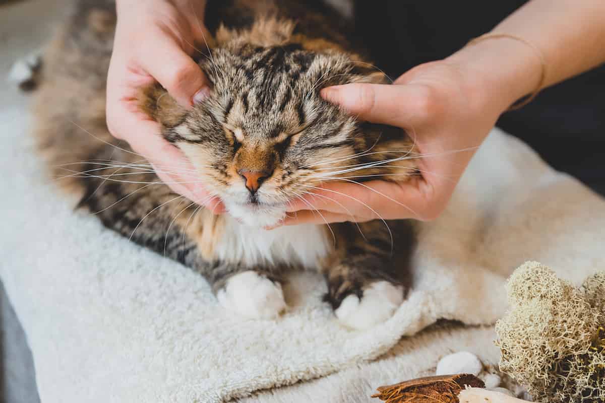 Why Cats Prefer Vibrating Massagers Exploring Feline Behavior