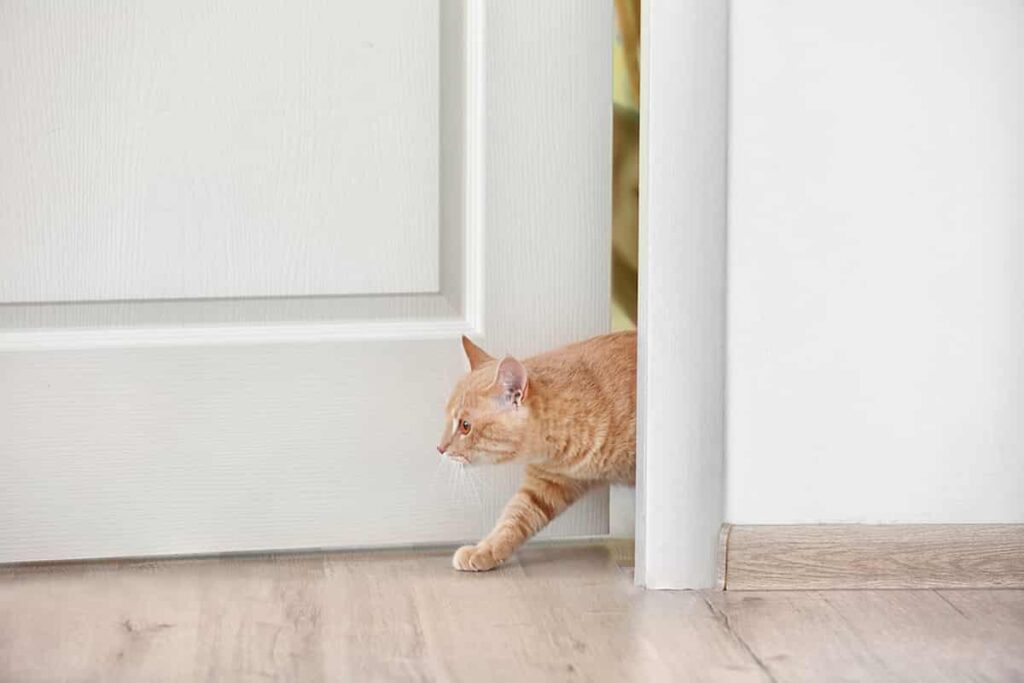 Cat Conundrum Can Cats Really Squeeze Under Doors?