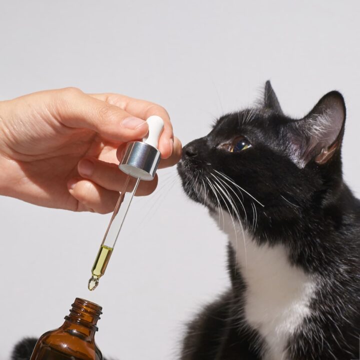 Is Patchouli Oil Safe For Cats Health Concerns & Facts