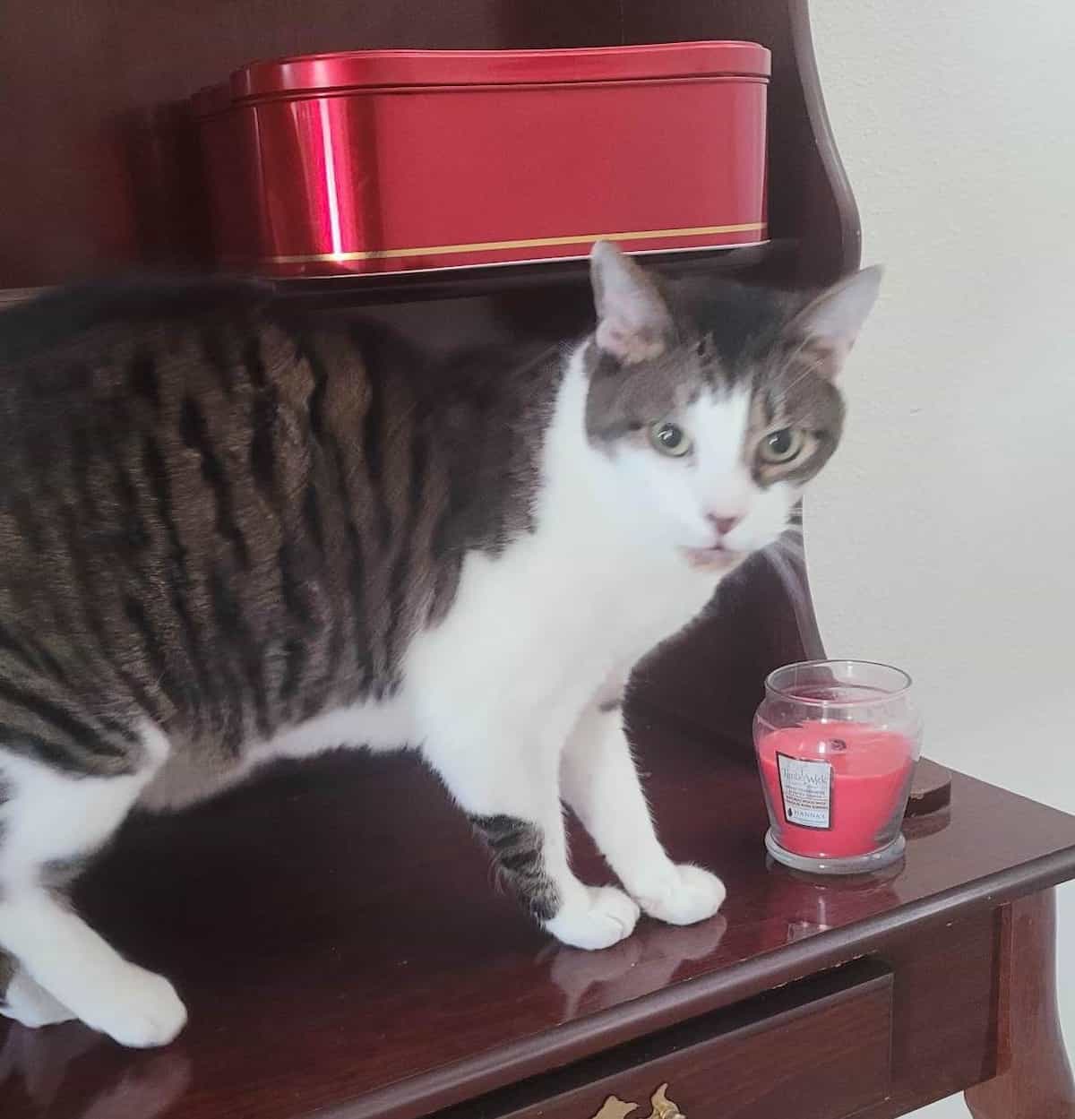 Should I Let My Cat On The Counter