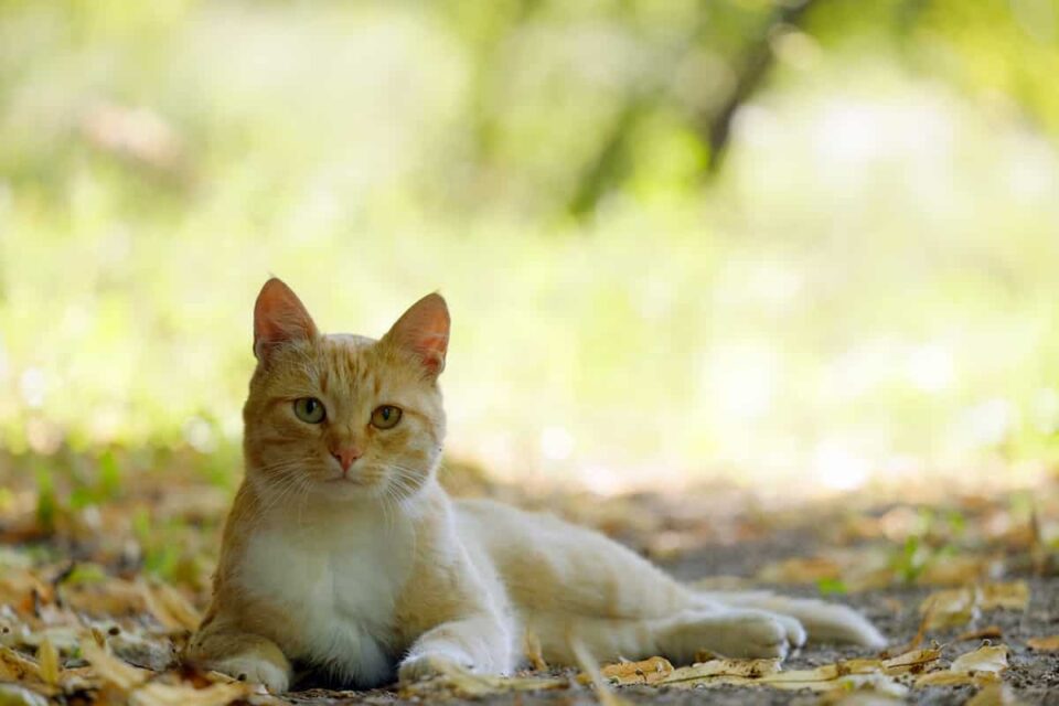 Why Do Cats Stay Out All Day Understanding Outdoor Behaviors