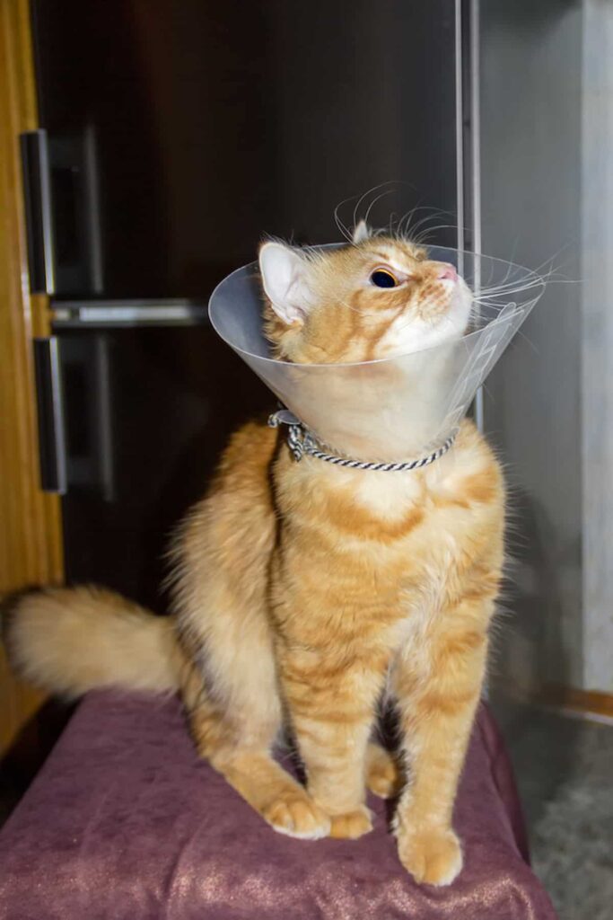 How Long Do Cats Wear Cones After Neuter