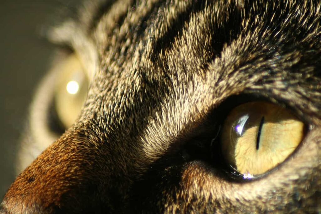 Black Crust Around Cats Eyes and Nose Uncover the Mystery Behind It