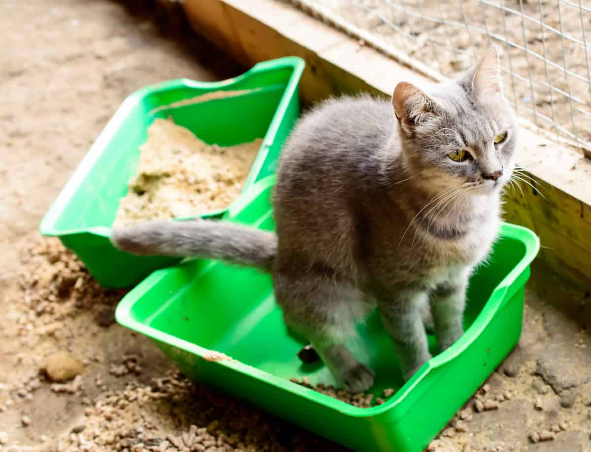 Black Cat Poop Causes and What It Means