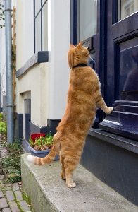 Why Does My Cat Sit At The Front Door The Unique Reason Faqcats Com