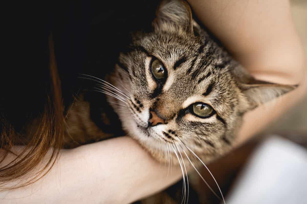 Tabby Cat Personality Social, Intelligence & More Explained