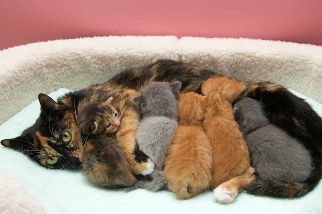 How Long Does Cat’s Milk Take To Dry Up A Guide For Cat Owners