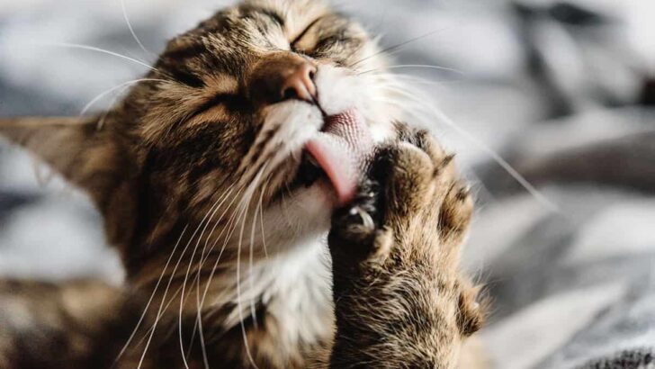 How Cats Clean Themselves by Licking