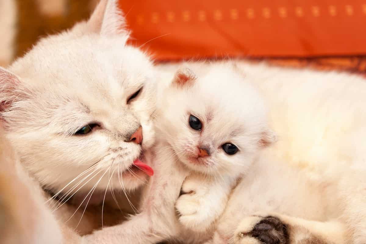 Why Do Mother Cats Bite Their Babies Is It Normal And Safe?