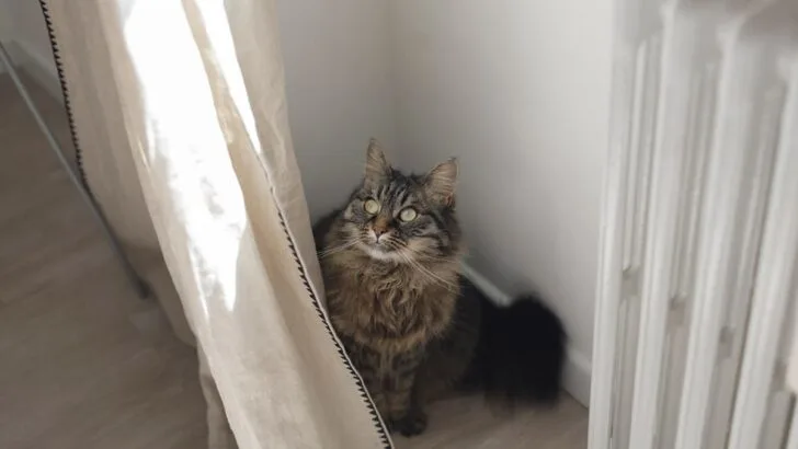 Why Cats Hide When They Play: The Surprising Reason