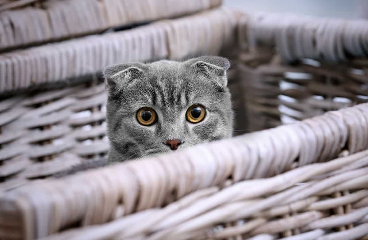 How Long Do New Cats Hide A Guide To Helping Your Cat Settle In