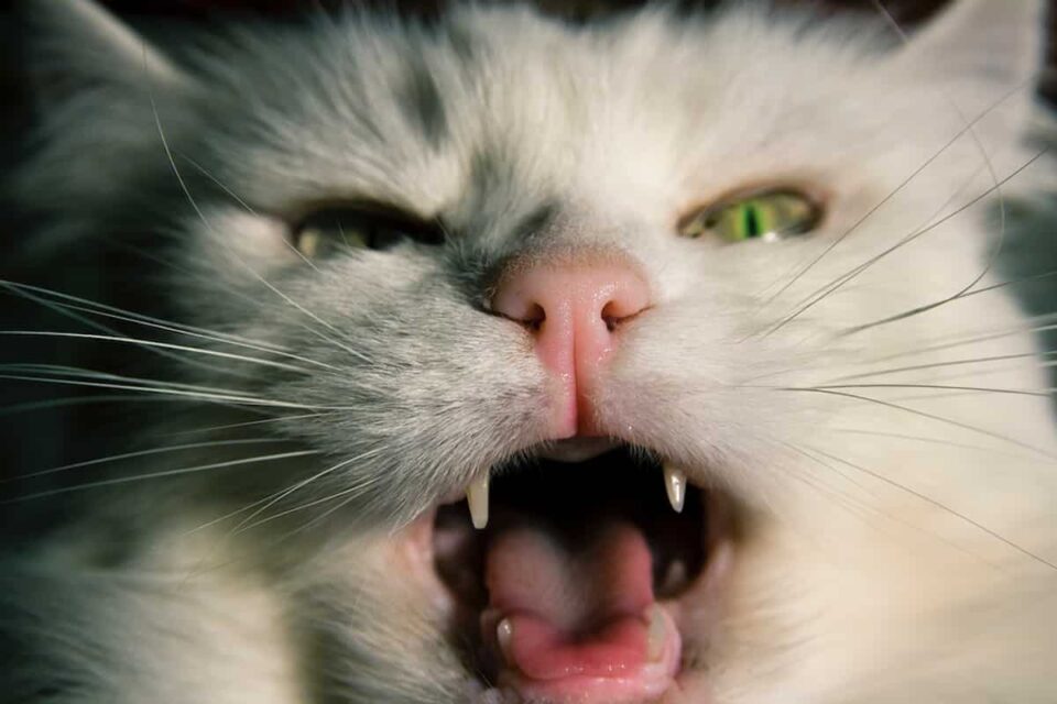 Why Do Cats Make Weird Noises