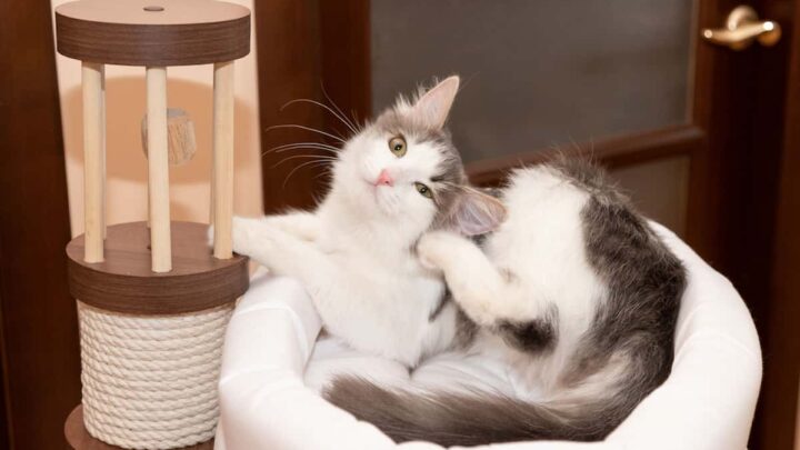 Can I Bathe My Cat After Flea Treatment – FAQcats.com