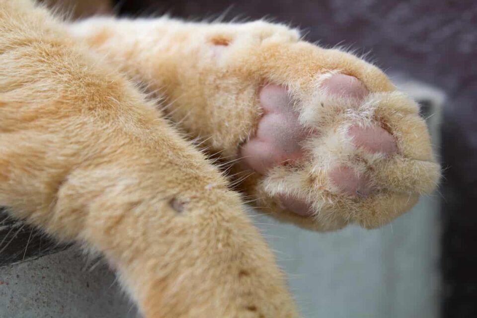 Why Doesn’t My Cat Knead Is It Normal Behavior?