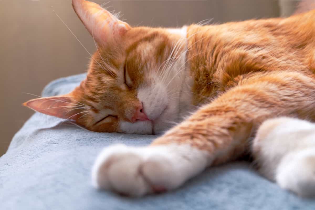 Why Cats Prefer Vibrating Massagers Exploring Feline Behavior