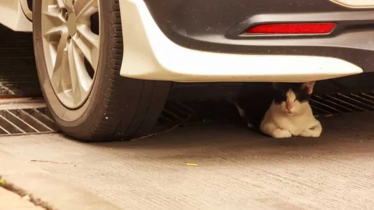 How To Safely Retrieve A Cat From Under A Car &ndash; Proven Methods That Work!
