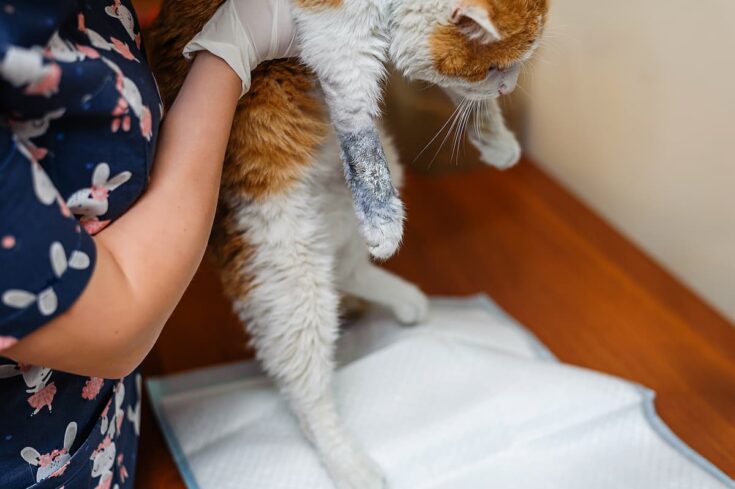 Why Can t My Cat Walk Properly Key Reasons To Know FAQcats
