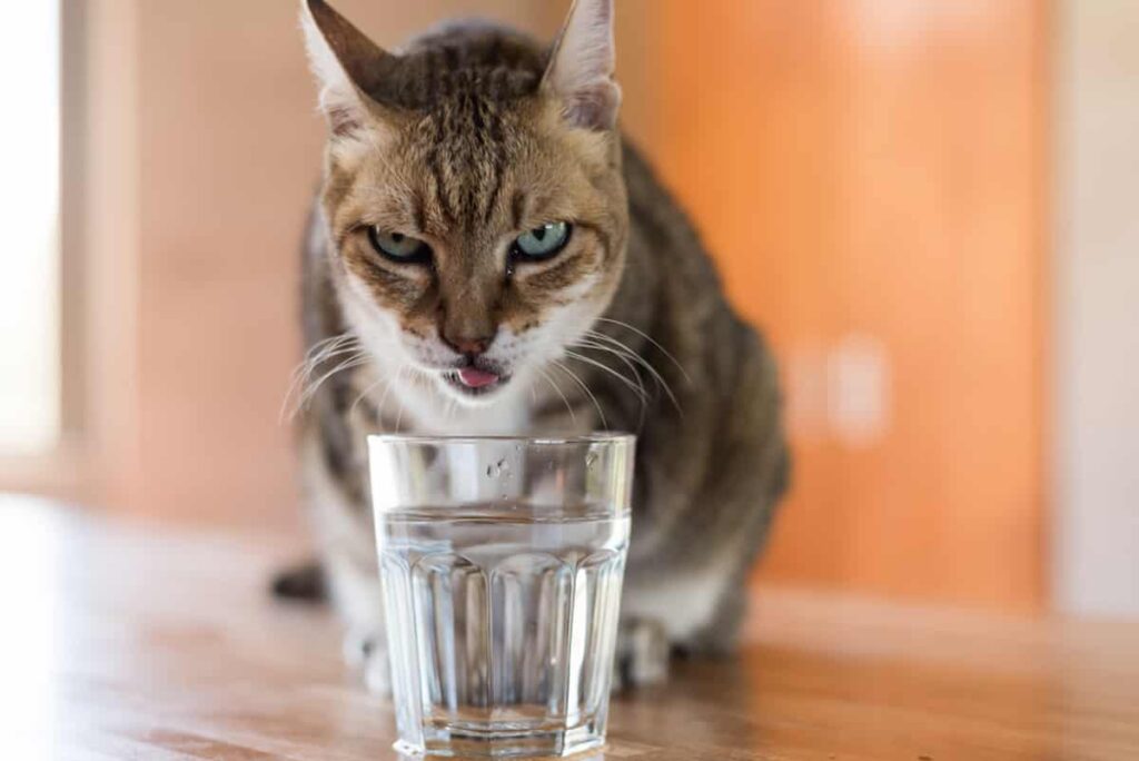 Thirsty Kitty? Here’s How to Make Your Cat Drink Water