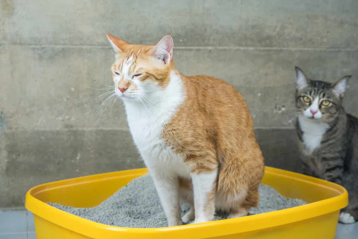 How Do Cats Know Where To Poop