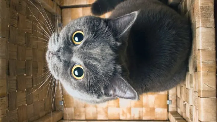 What Color Eyes Can Cat&rsquo;s Have &ndash; A Complete List!