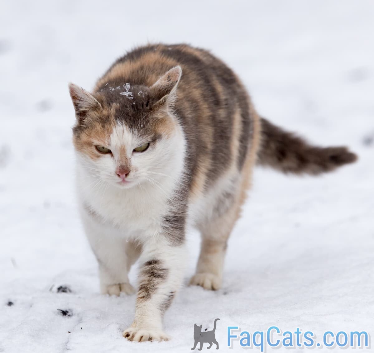 Can Cats Find Their Way Home In The Snow