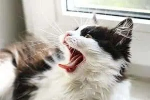 Why Do Cats Scream When They Mate Facts To Know Faqcats Com