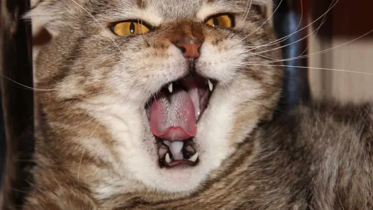 How To Win Over A Cat That Hates You &ndash; Proven Methods That Work!