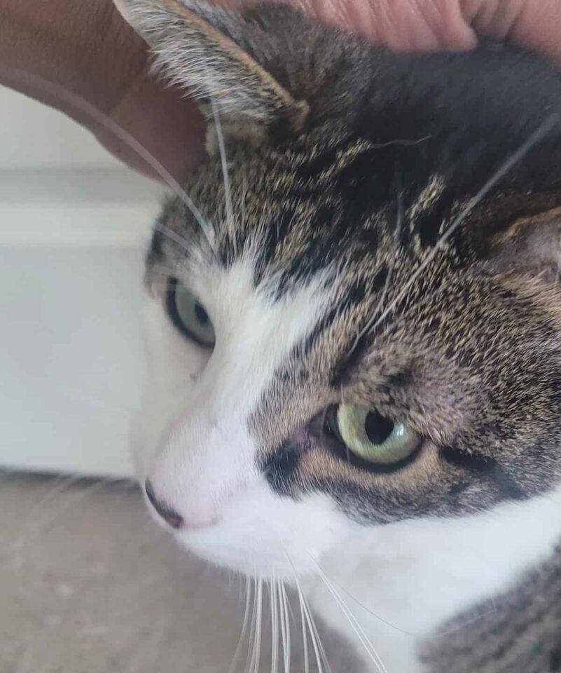 Cat Runny Nose Common Causes & Prevention Tips!