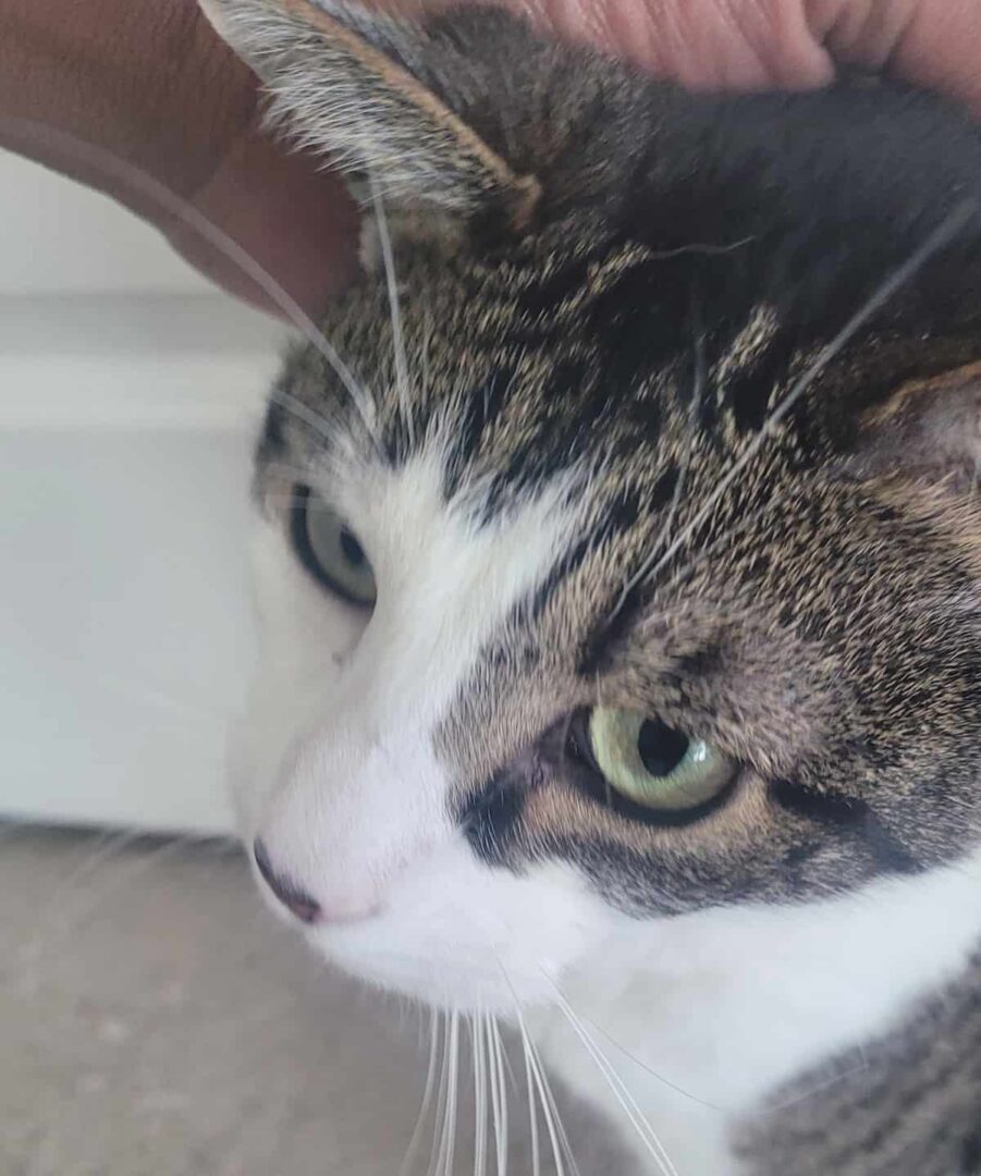 Cat Runny Nose Common Causes & Prevention Tips!