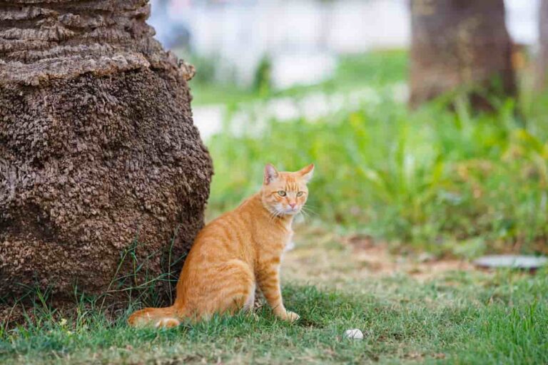 Why Do Cats Eat Palm Trees The Surprising Reason