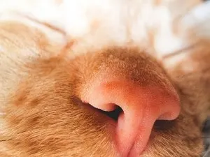 feline's nose with black stuff inside